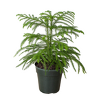 Norfolk Island Pine
