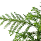 Norfolk Island Pine