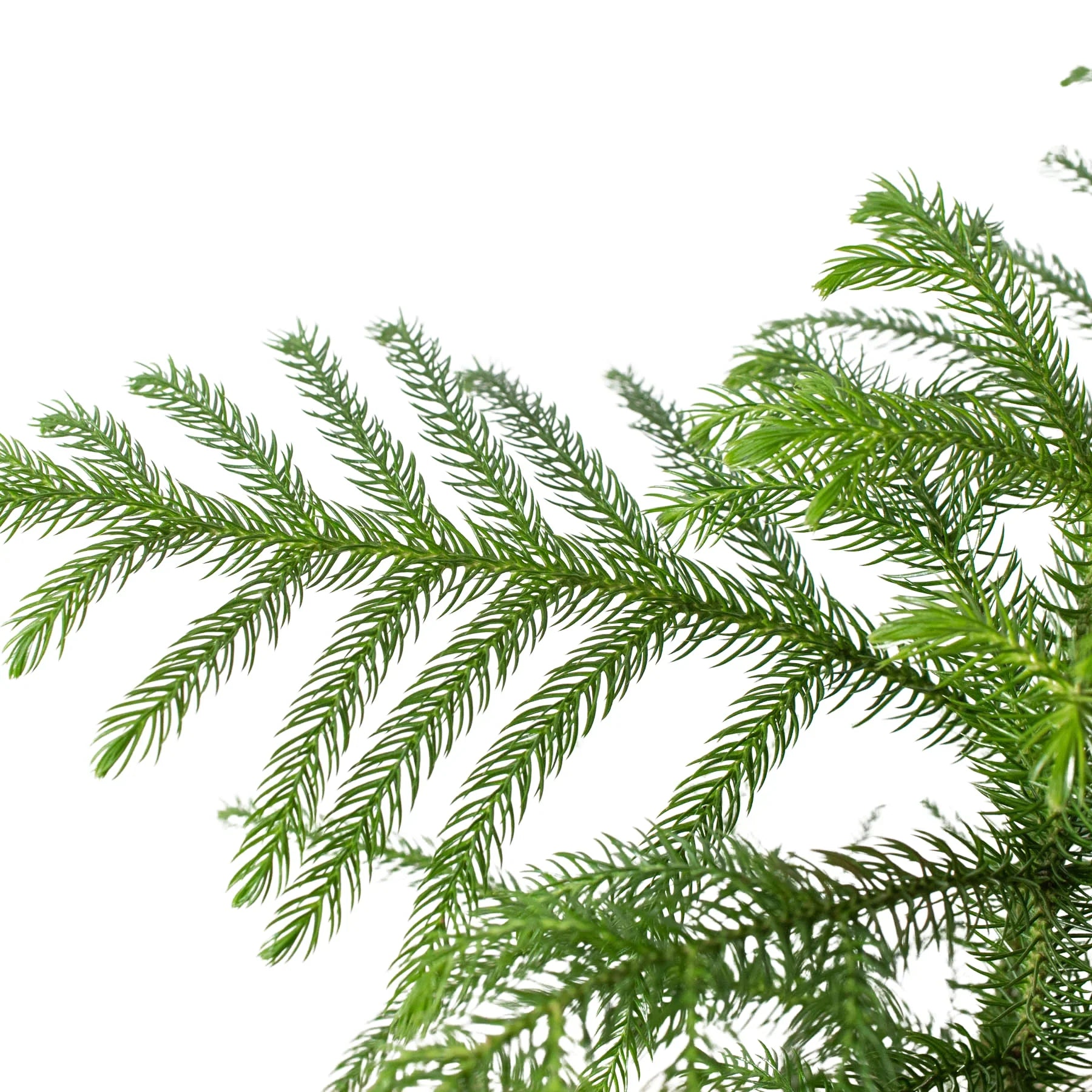 Norfolk Island Pine