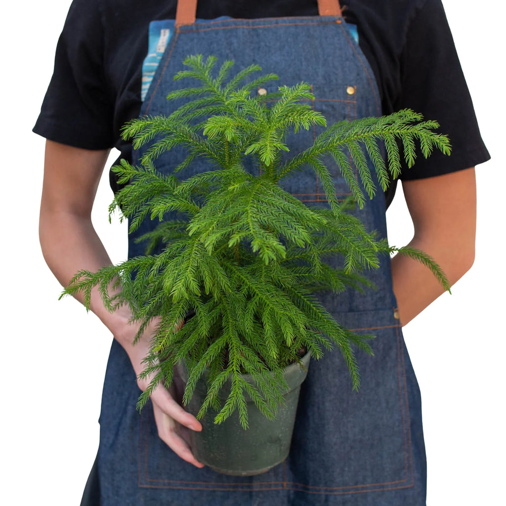 Norfolk Island Pine