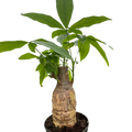 Money Tree Guiana Chestnut Pachira Stump