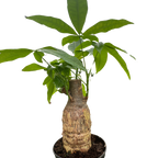 Money Tree Guiana Chestnut Pachira Stump