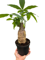 Money Tree Guiana Chestnut Pachira Stump