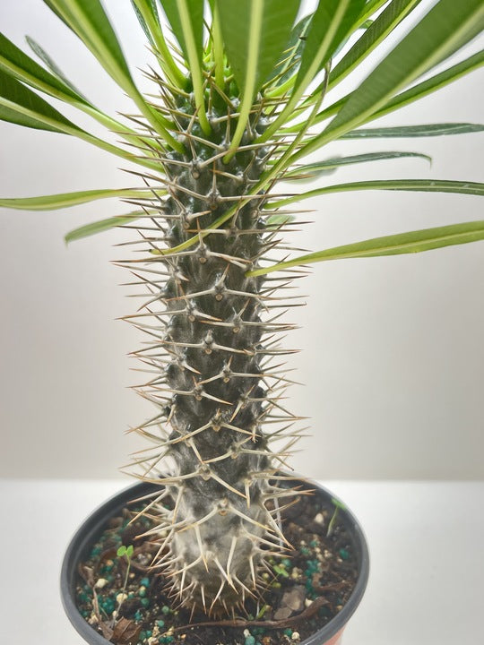 Pachypodium Lamerei Madagascar Palm