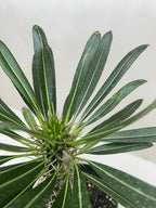 Pachypodium Lamerei Madagascar Palm