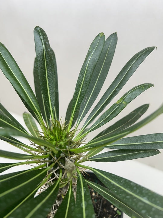 Pachypodium Lamerei Madagascar Palm