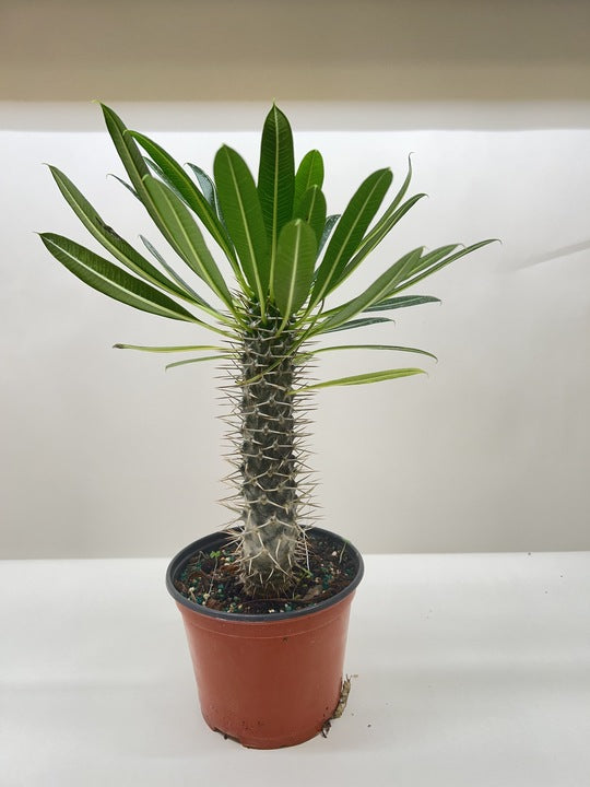 Pachypodium Lamerei Madagascar Palm