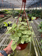 Peperomia Cupid