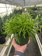 Peperomia Green Bean