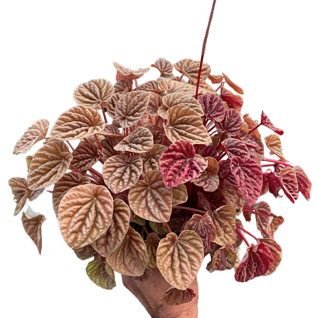 Peperomia Quito