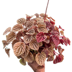 Peperomia Quito