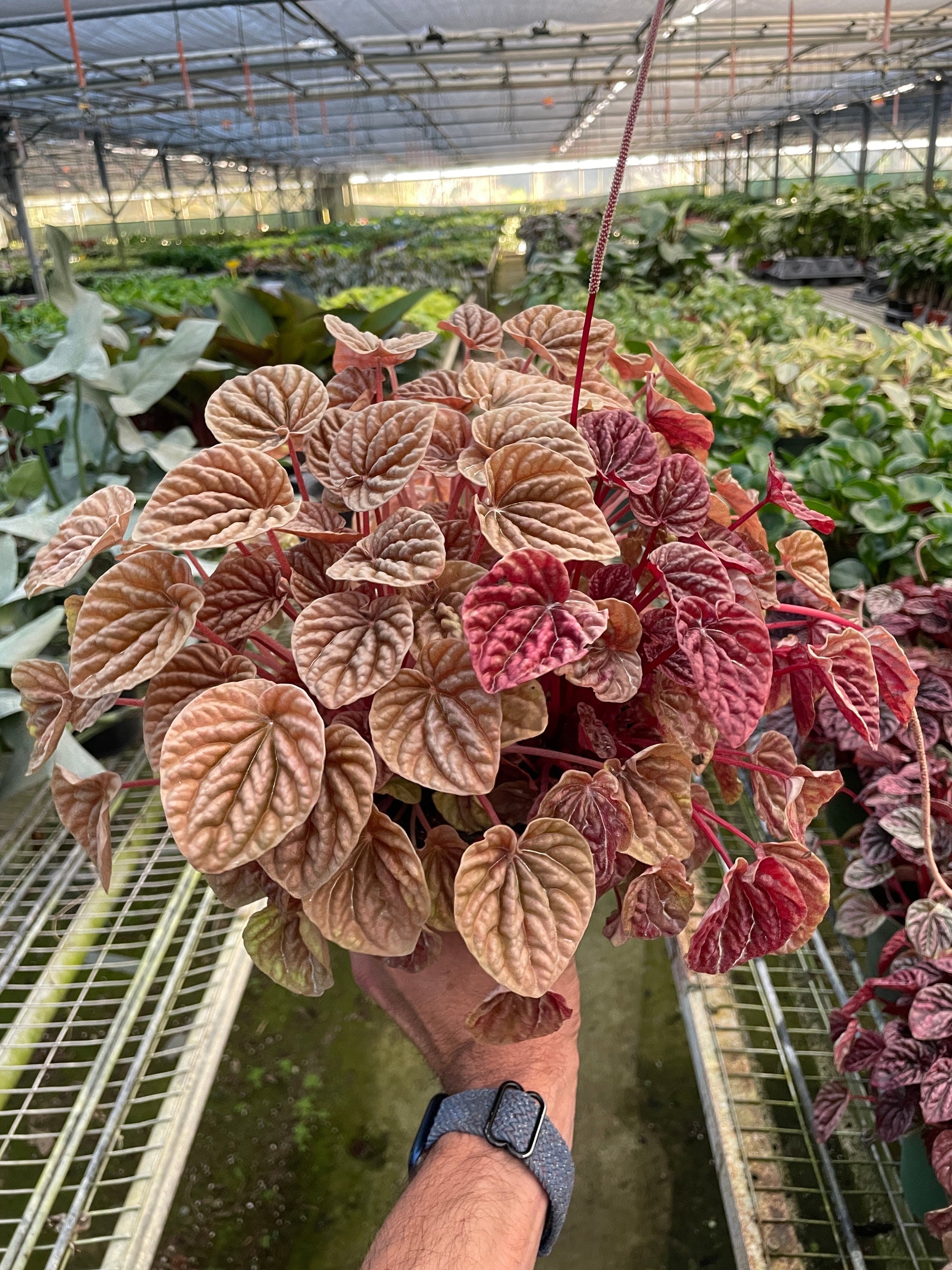 Peperomia Quito