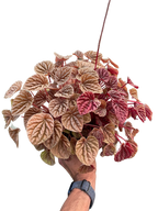 Peperomia Quito