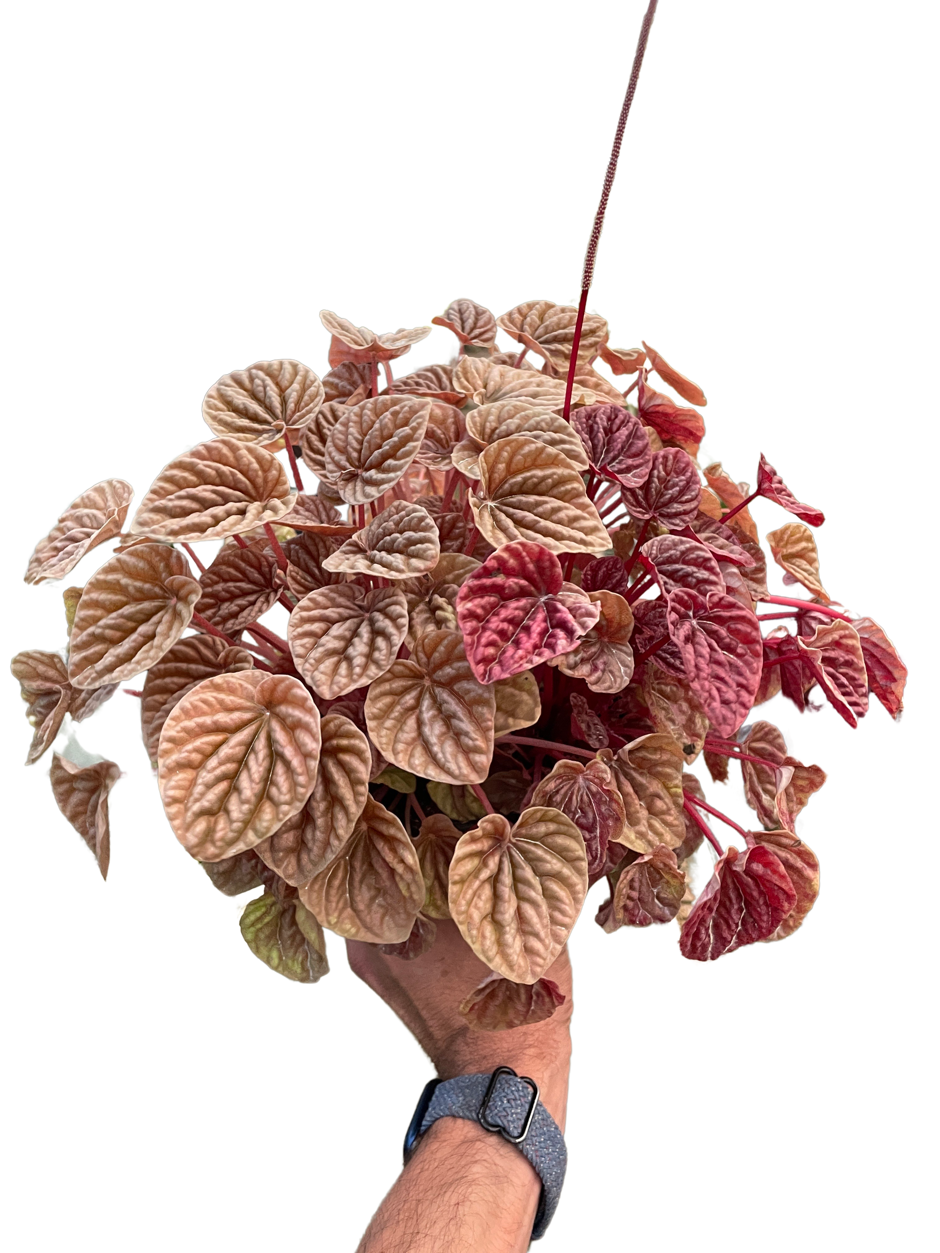 Peperomia Quito