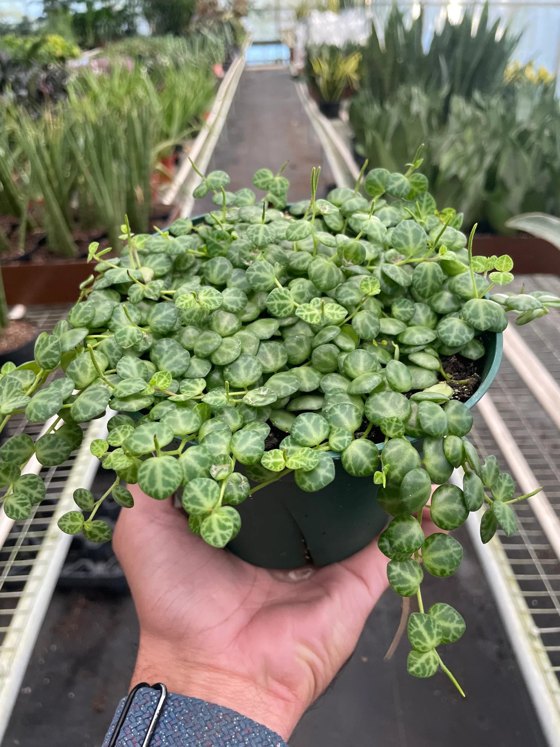 Peperomia Prostrata String Of Turtles