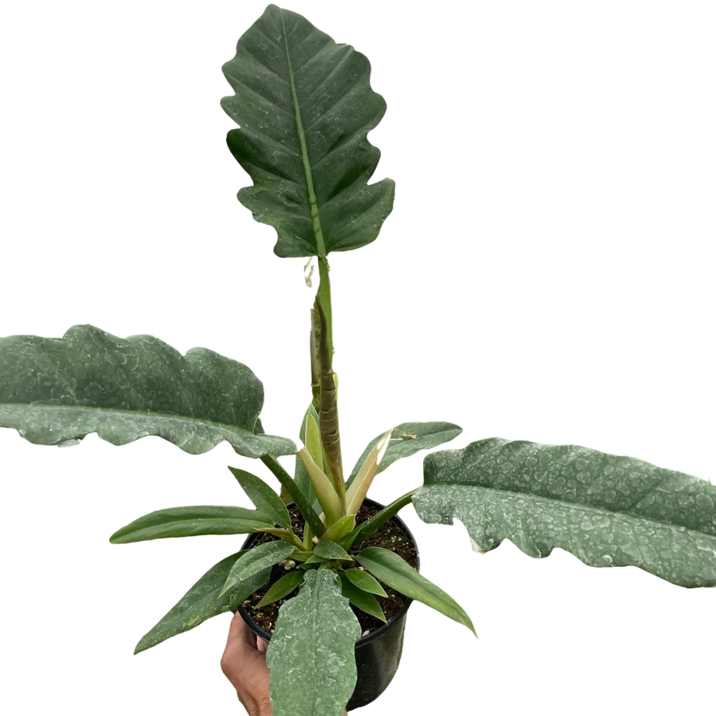 Philodendron Jungle Boogie