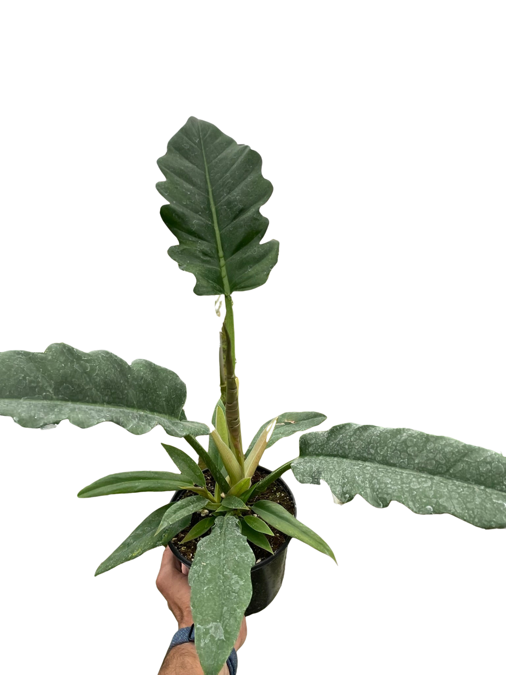 Philodendron Jungle Boogie