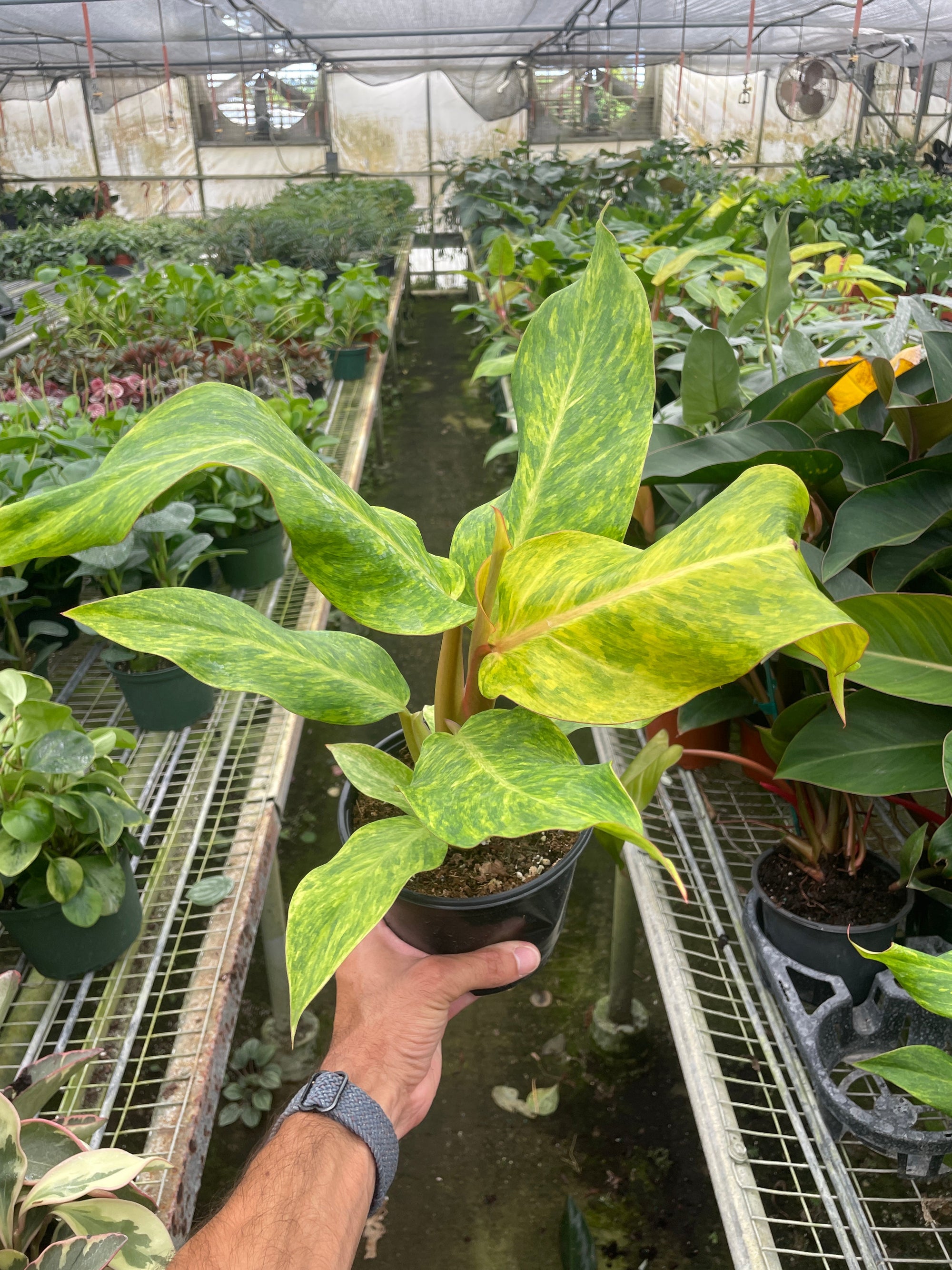 Philodendron Orange Marmalade