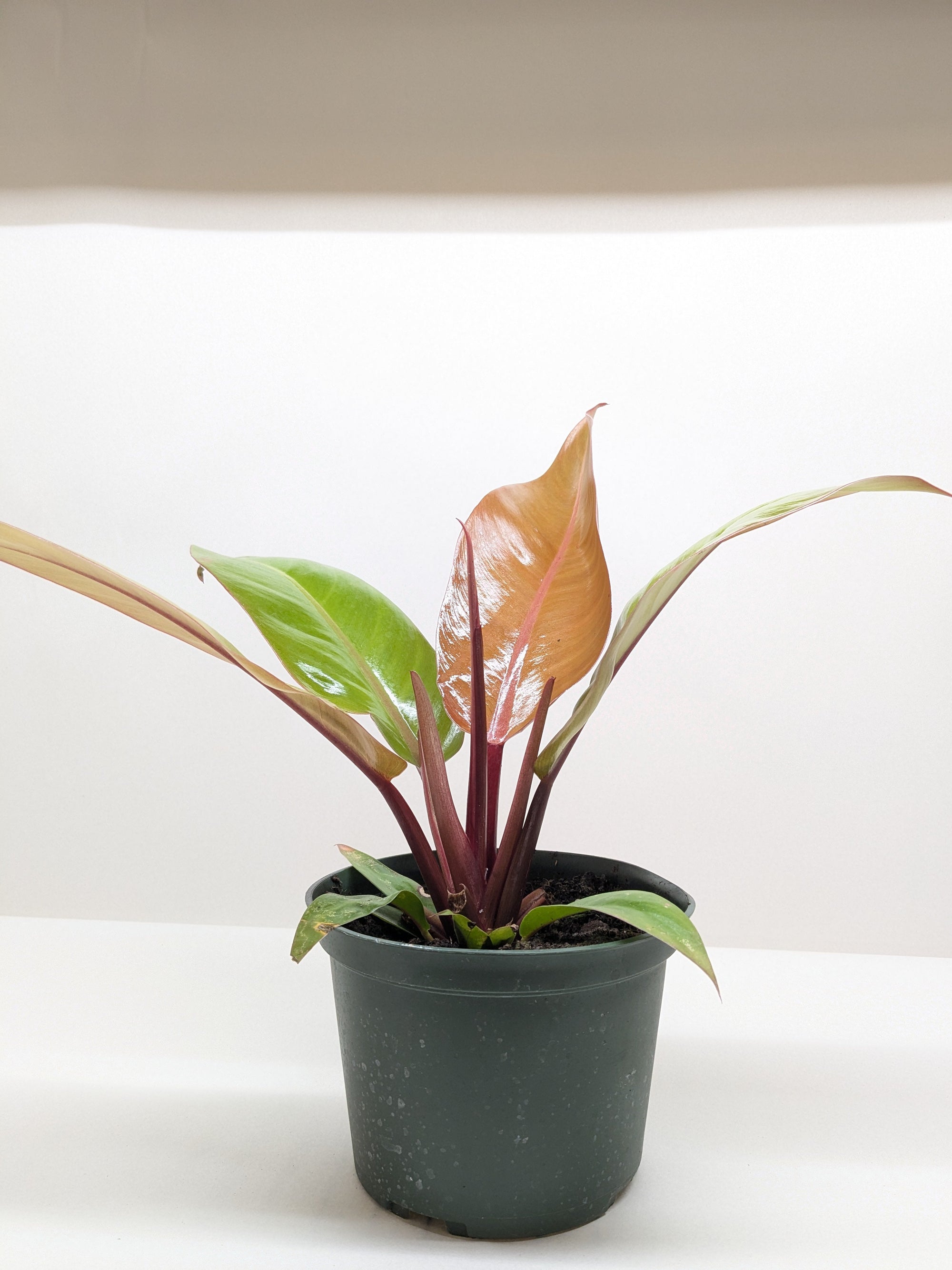 Philodendron Prince Of Orange