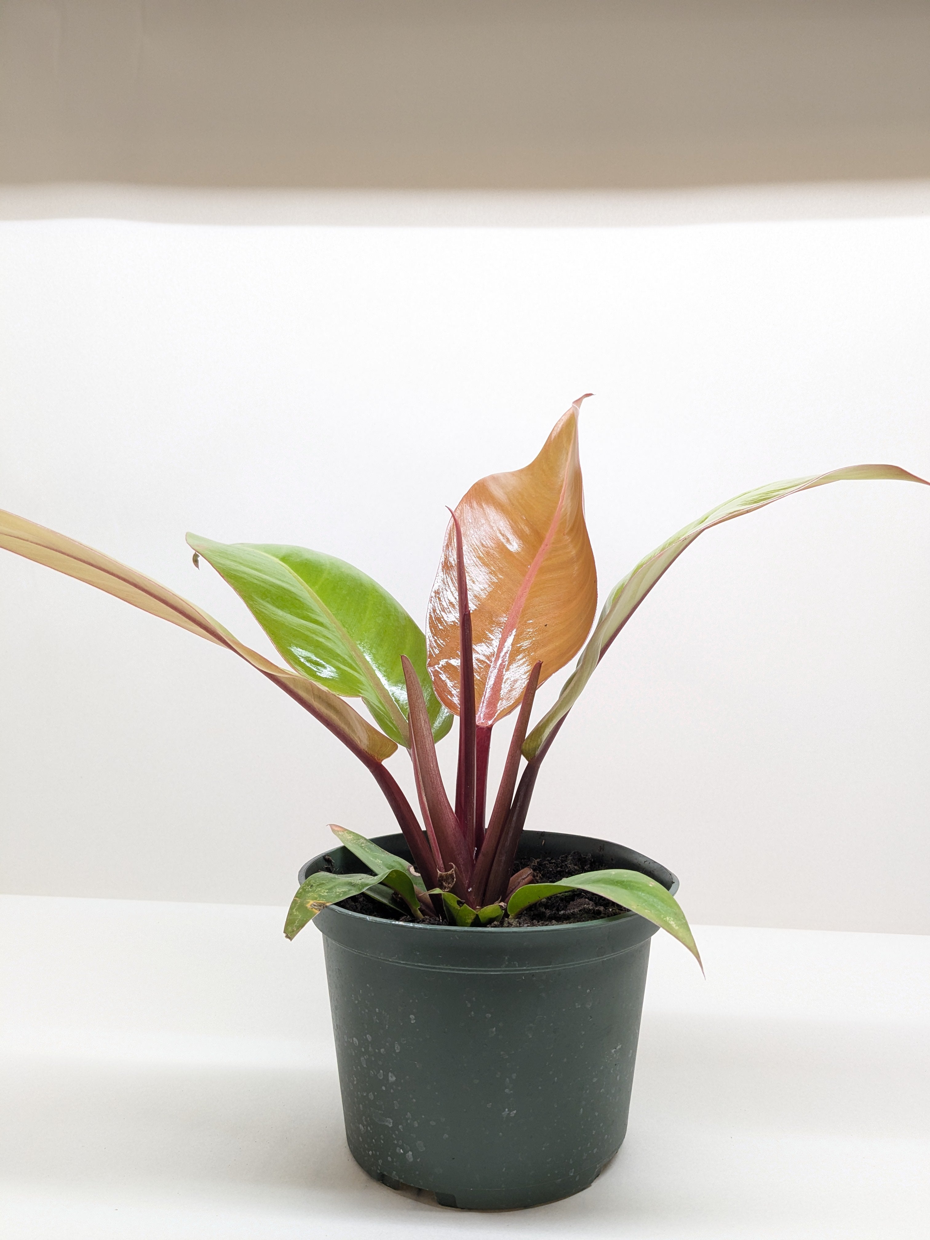 Philodendron Prince Of Orange