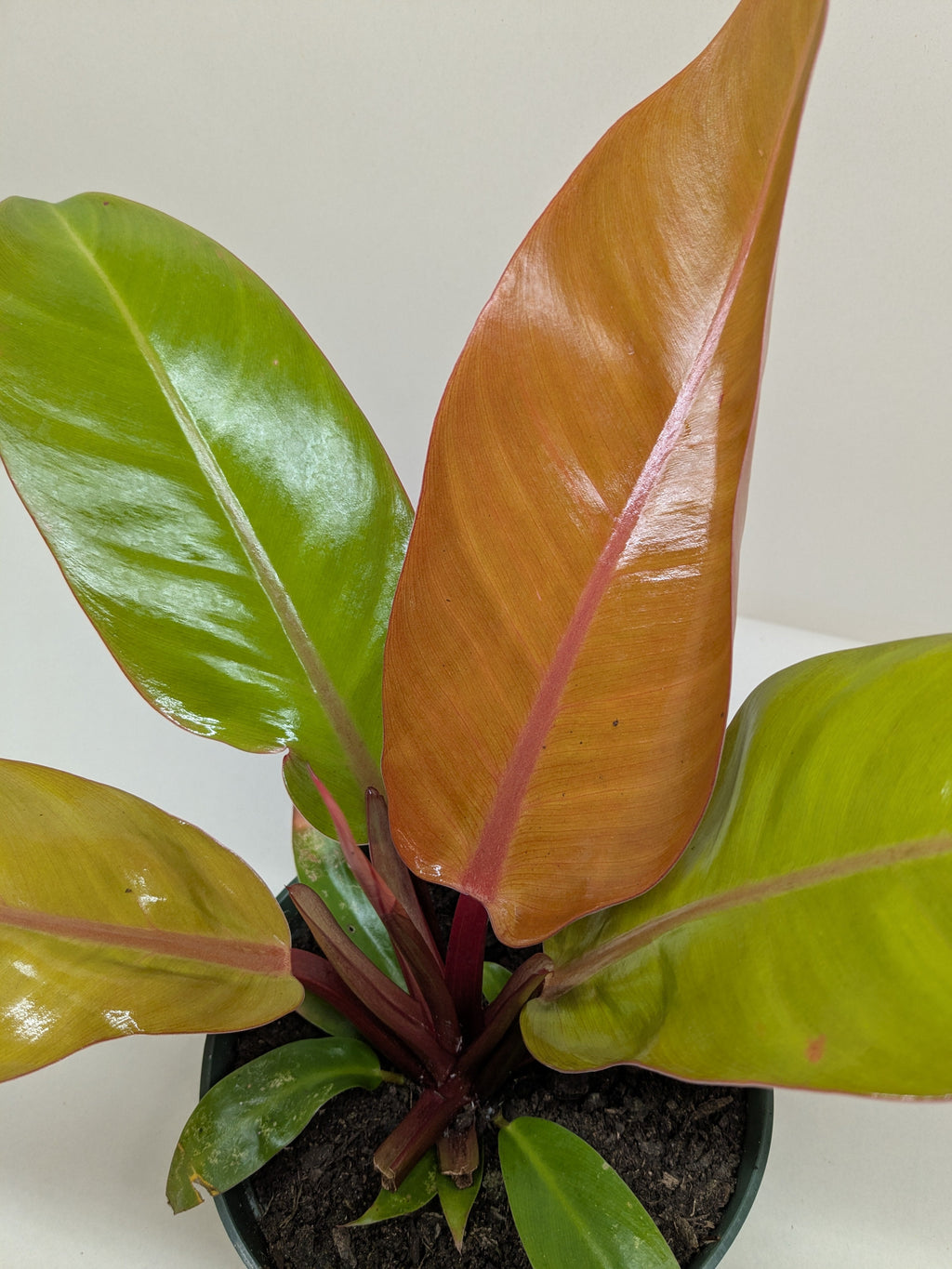 Philodendron Prince Of Orange