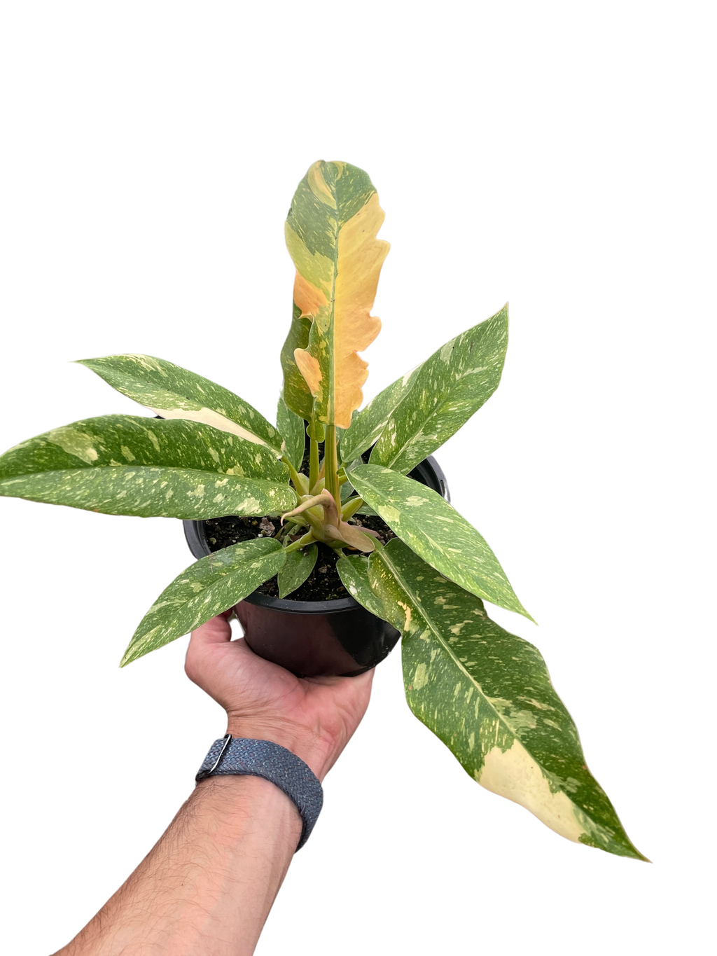Philodendron Ring Of Fire Variegated
