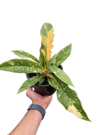Philodendron Ring Of Fire Variegated