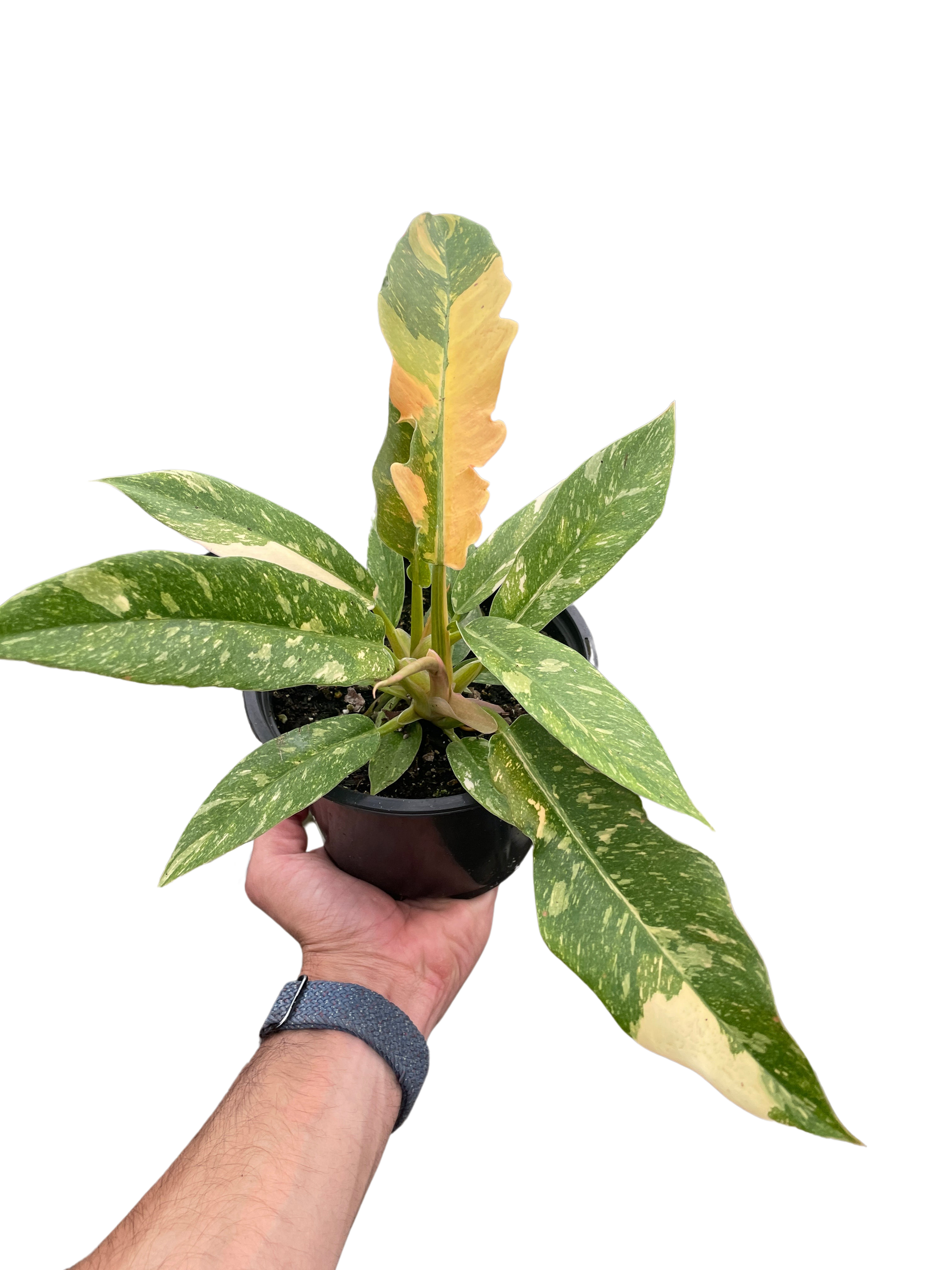 Philodendron Ring Of Fire Variegated