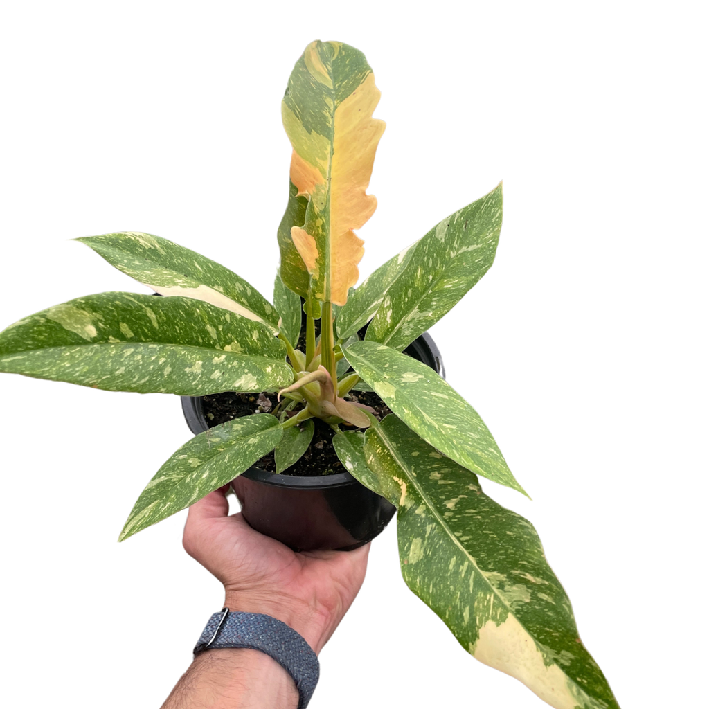 Philodendron Ring Of Fire Variegated