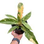 Philodendron Ring Of Fire Variegated
