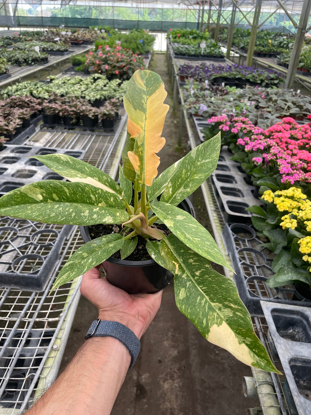 Philodendron Ring Of Fire Variegated