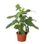 Philodendron Silver Sword