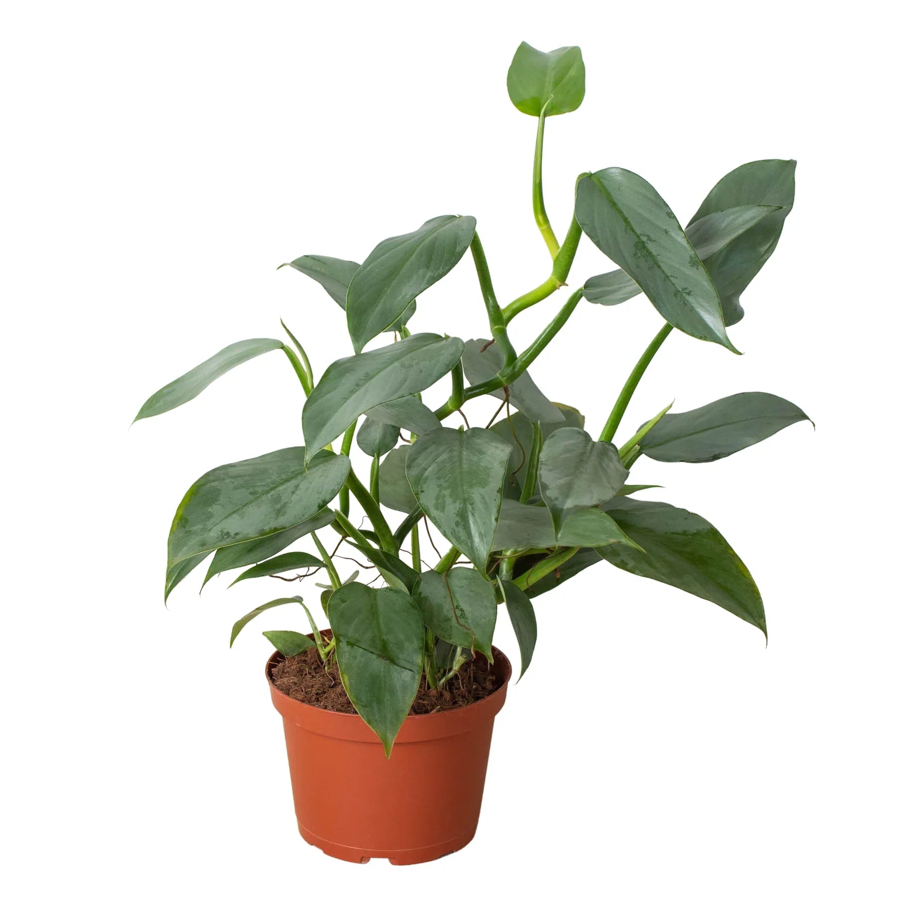 Philodendron Silver Sword