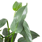 Philodendron Silver Sword