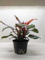 Philodendron Sun Red
