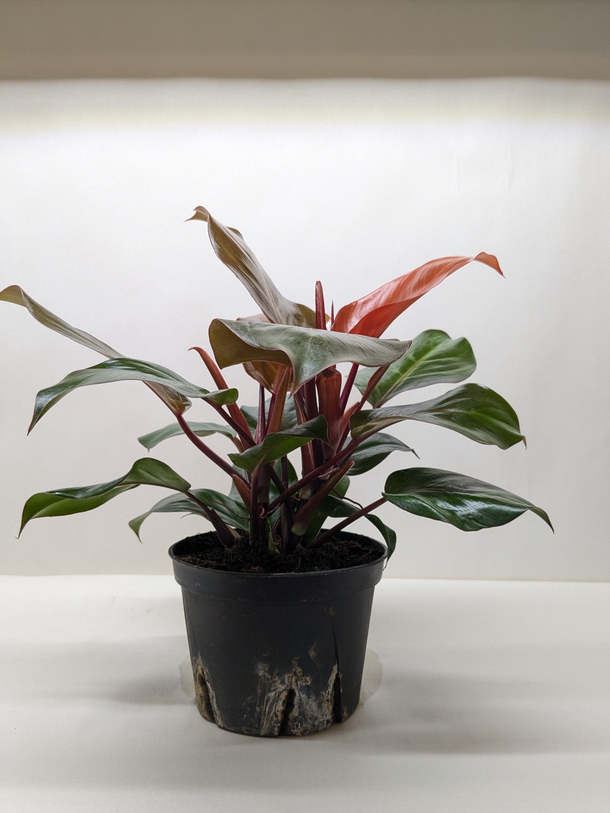 Philodendron Sun Red