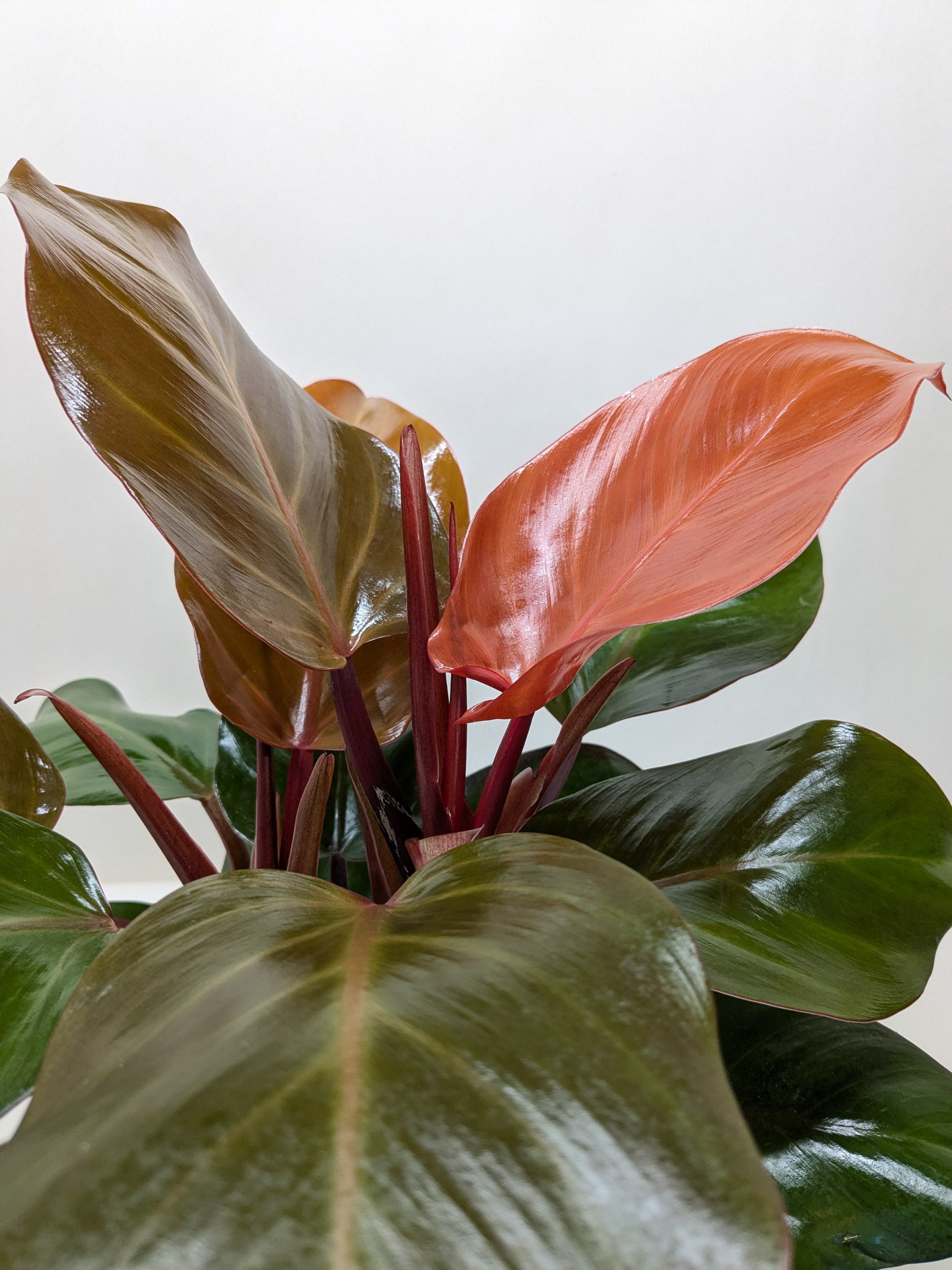 Philodendron Sun Red