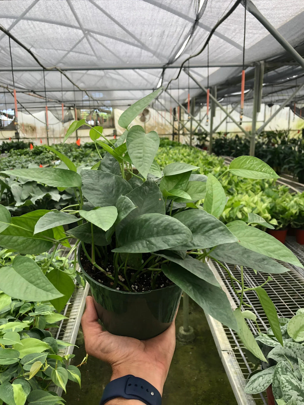 Pothos Cebu Blue