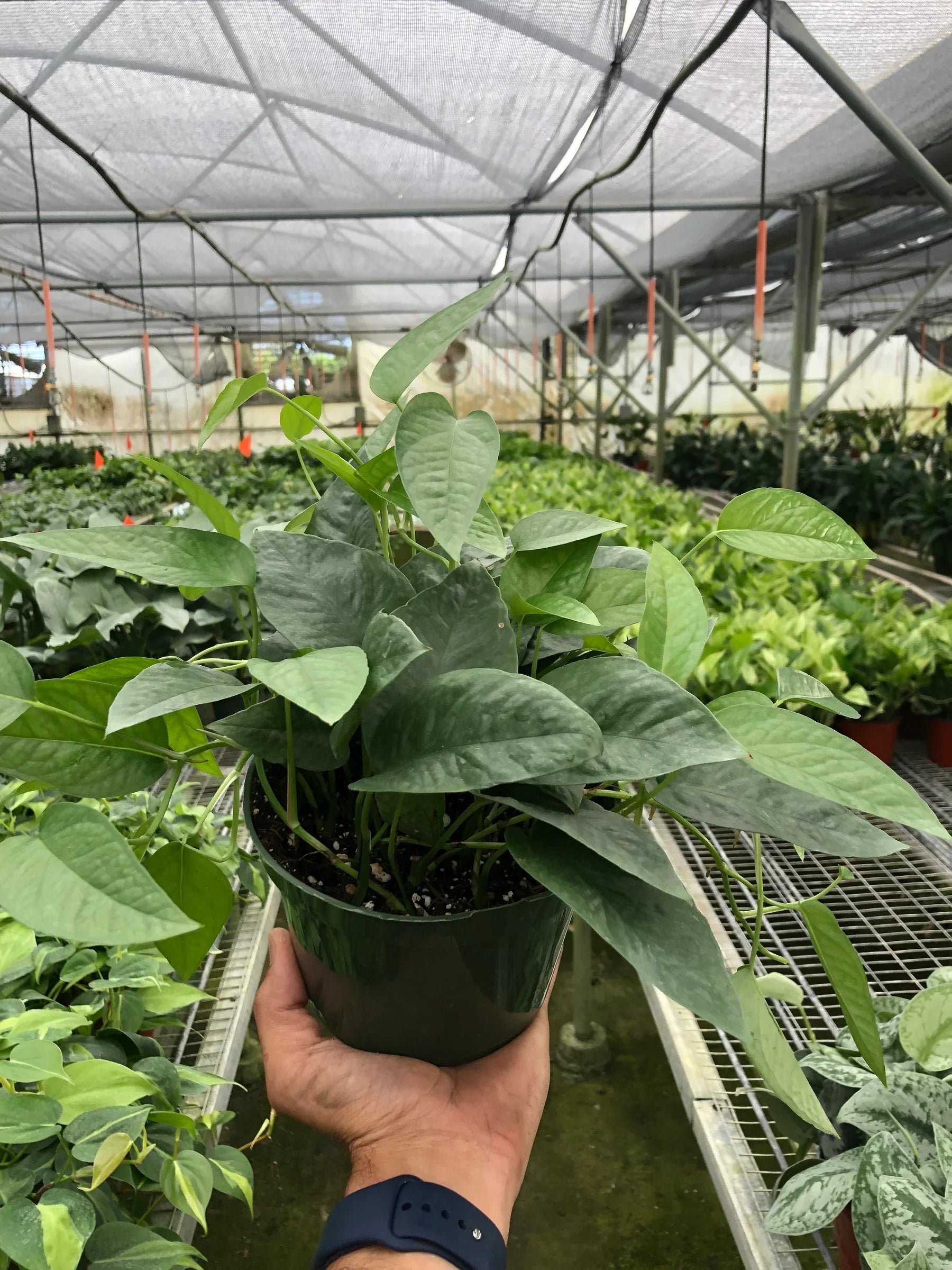 Pothos Cebu Blue