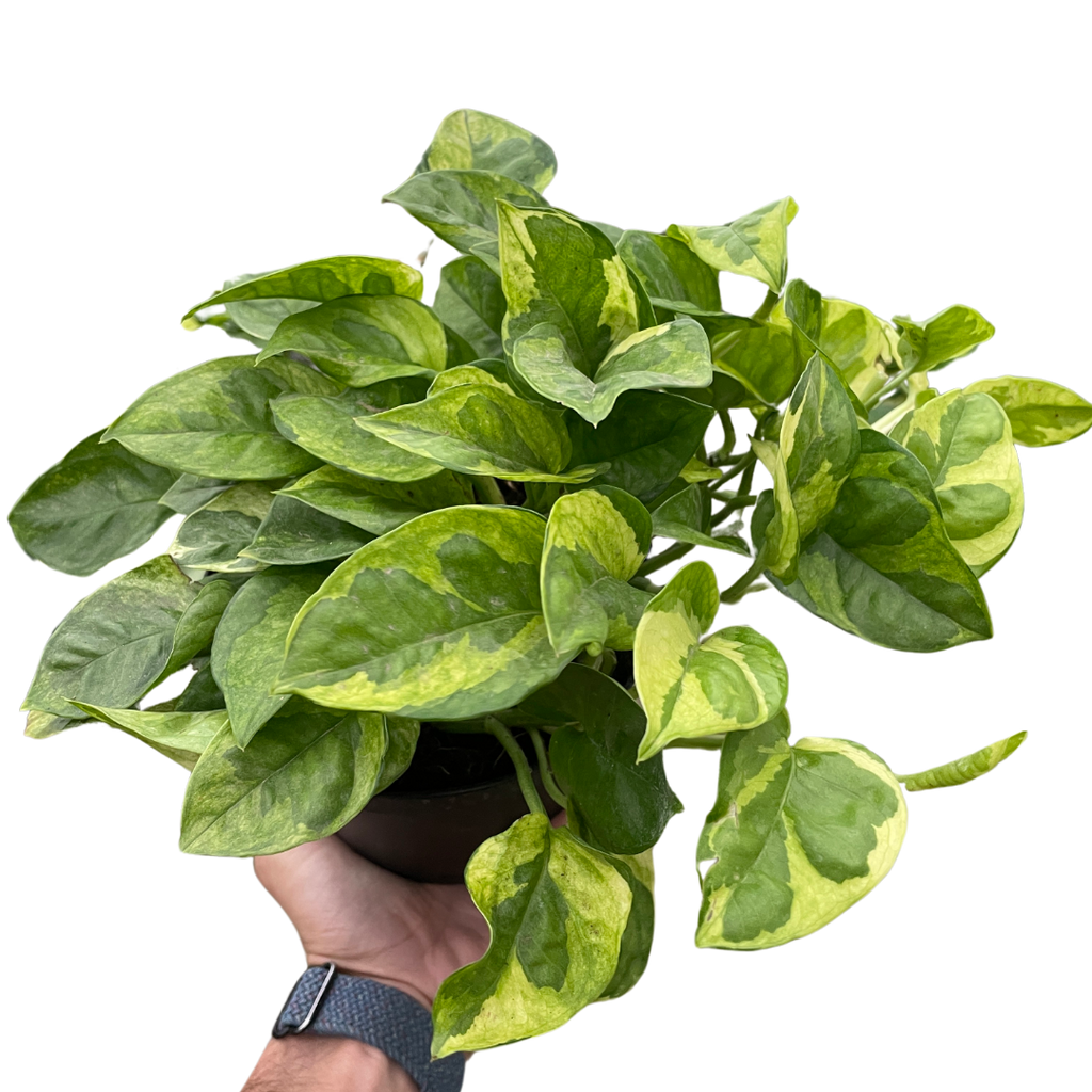 Pothos Lemon Meringue