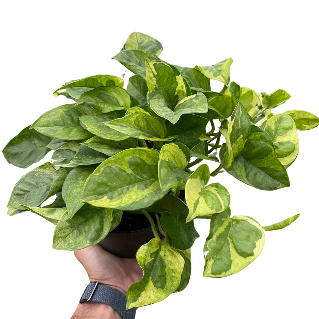 Pothos Lemon Meringue