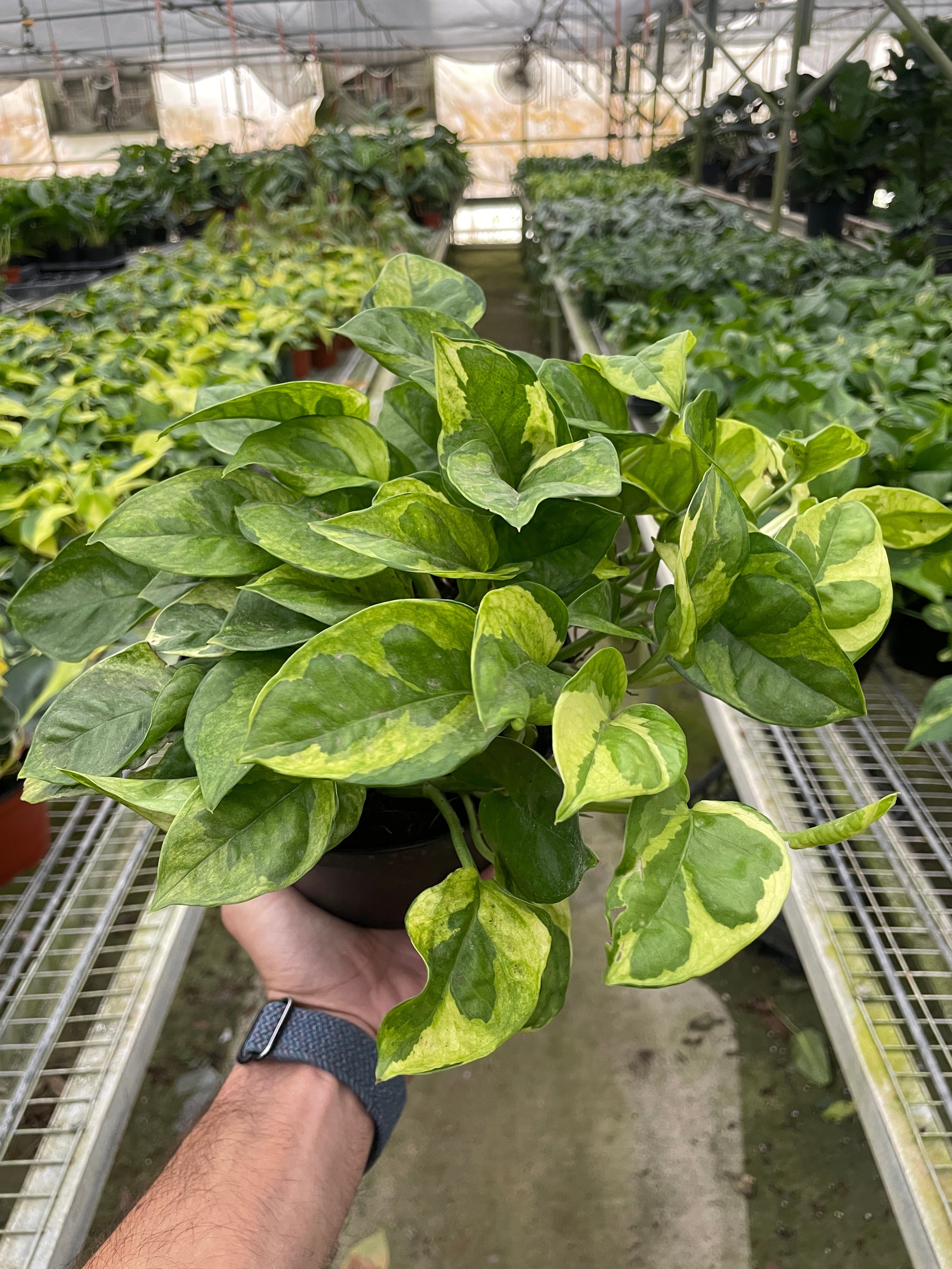 Pothos Lemon Meringue