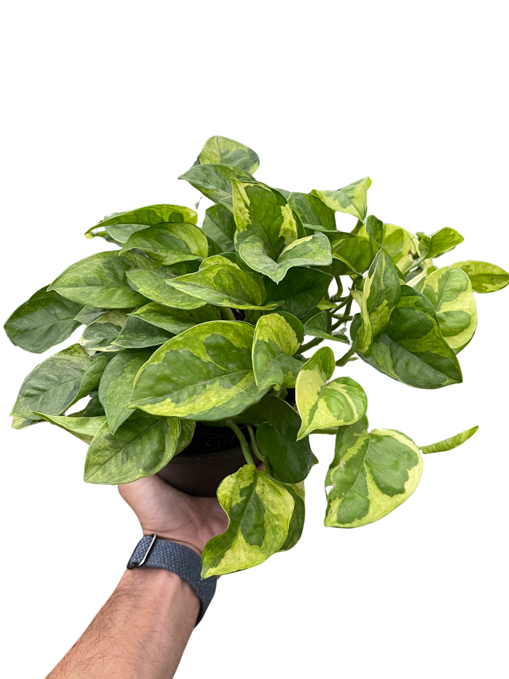 Pothos Lemon Meringue