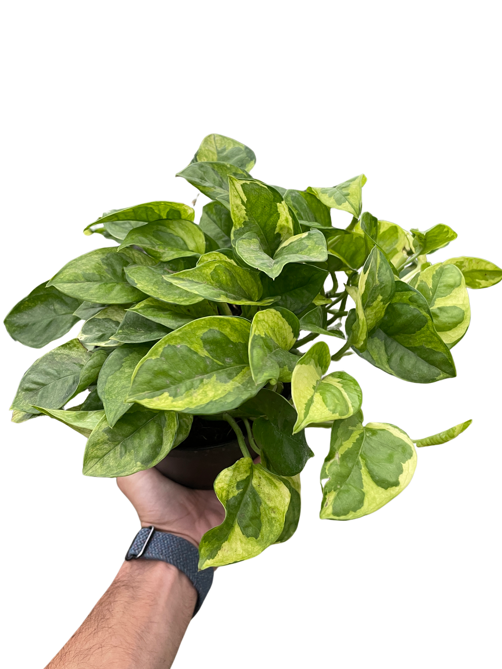 Pothos Lemon Meringue