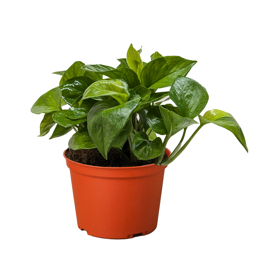 Pothos Lemon Top