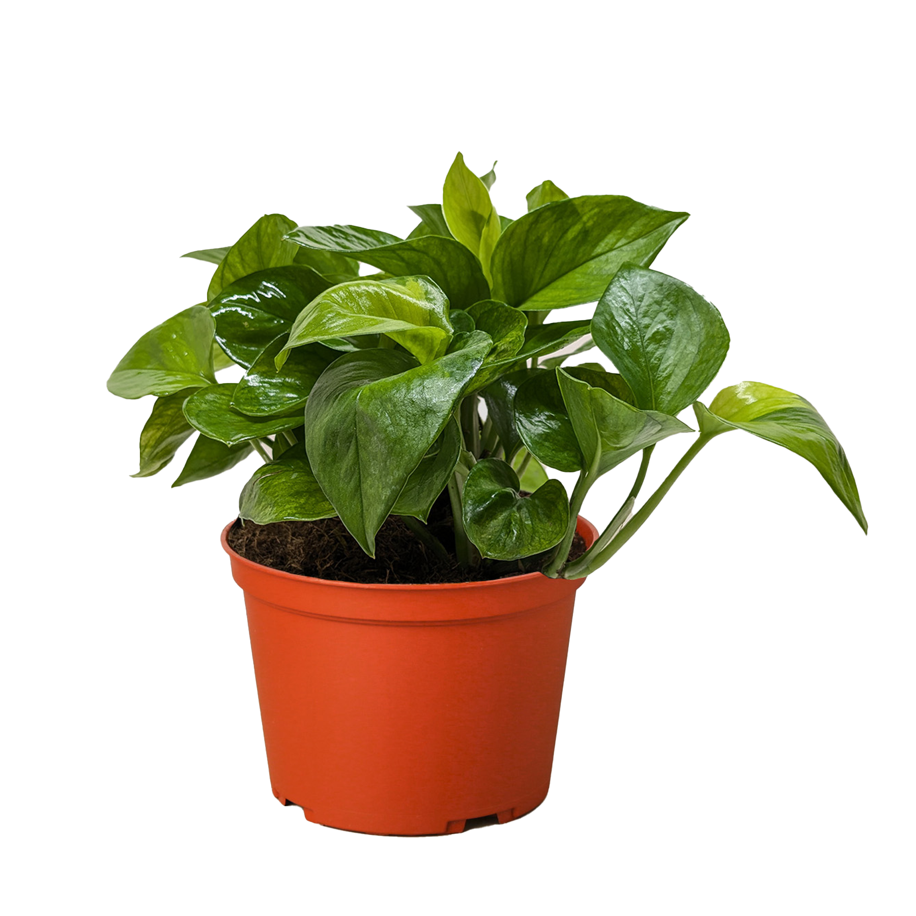 Pothos Lemon Top