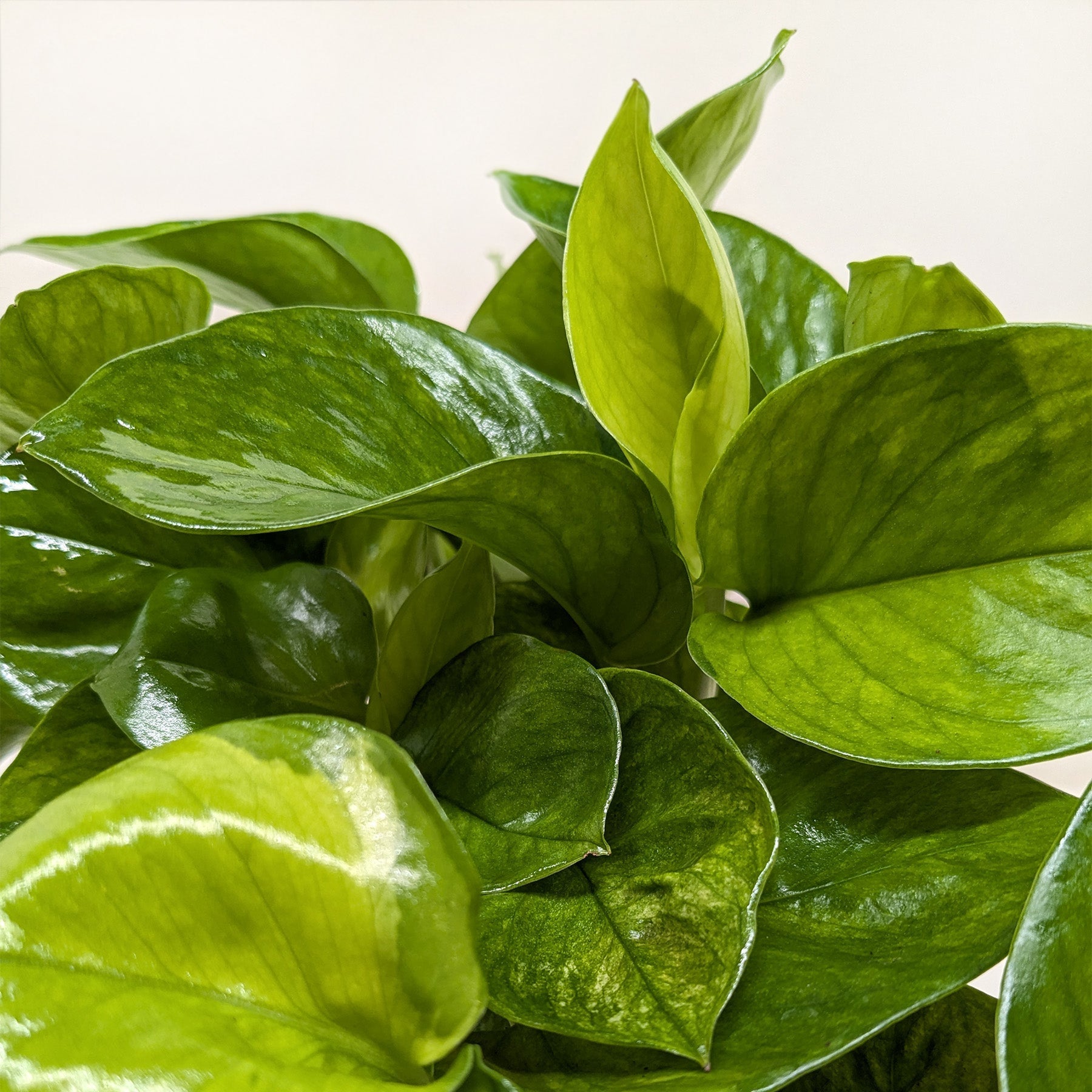 Pothos Lemon Top