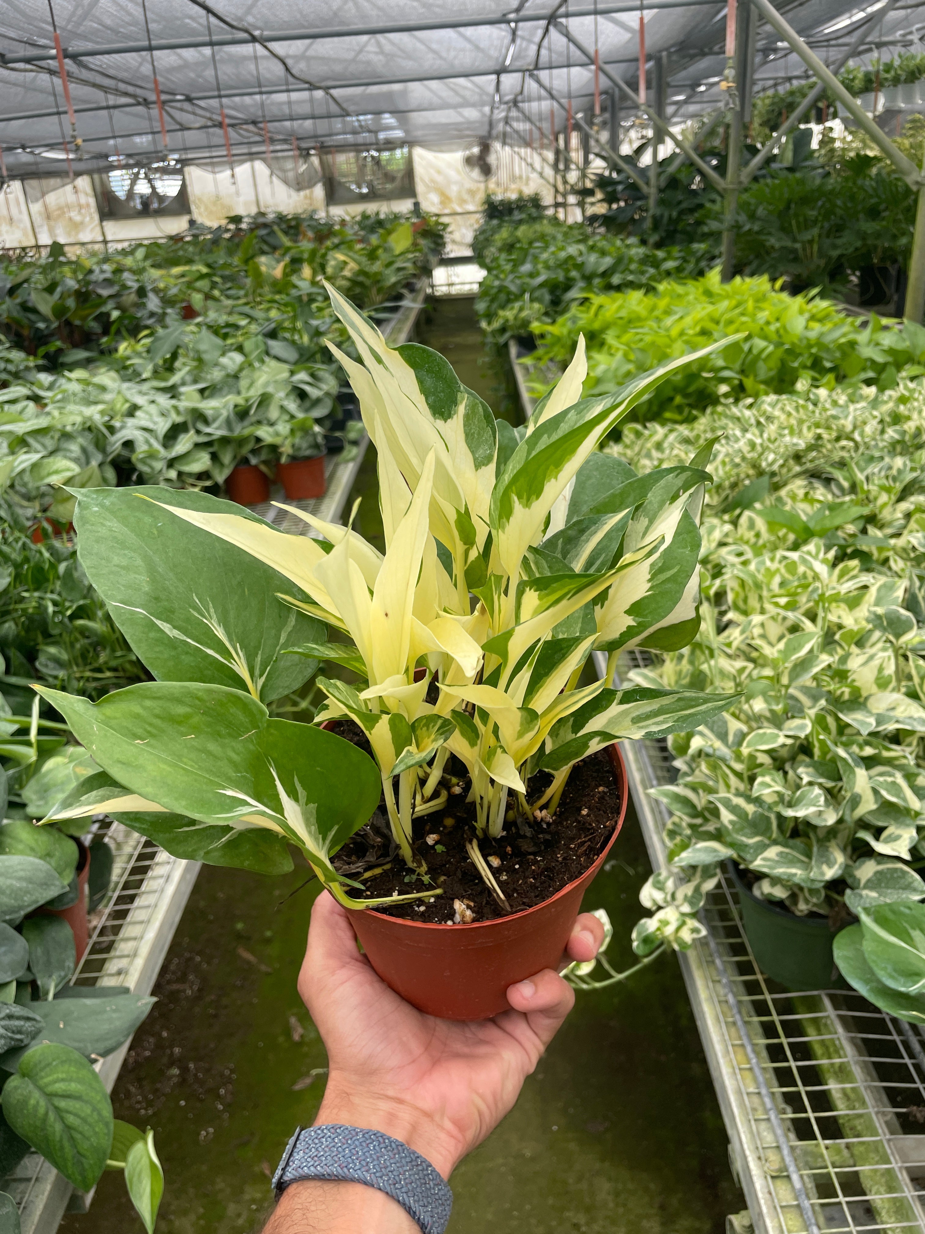 Pothos Mutant Manjula 1