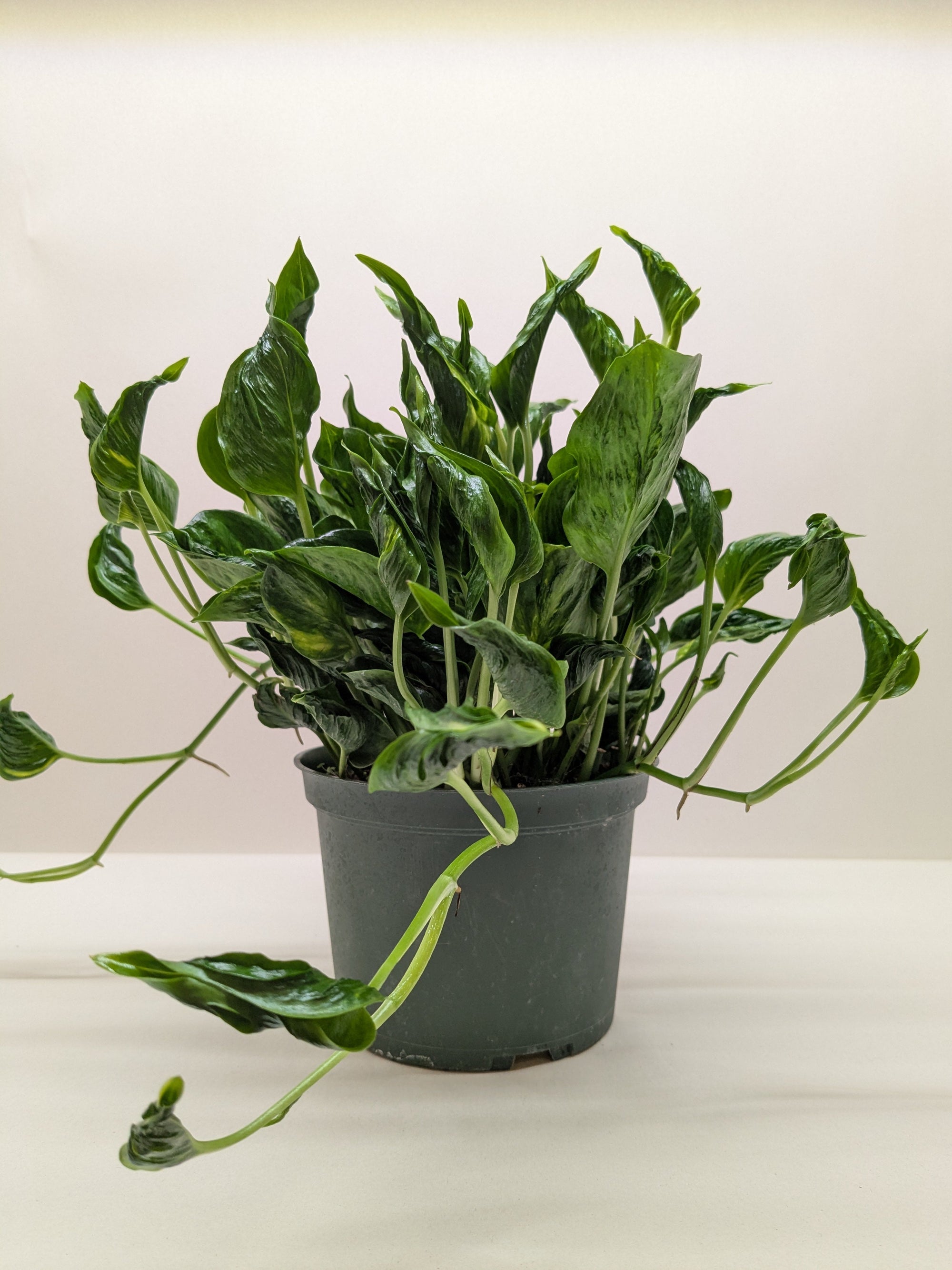 Pothos Shangri La