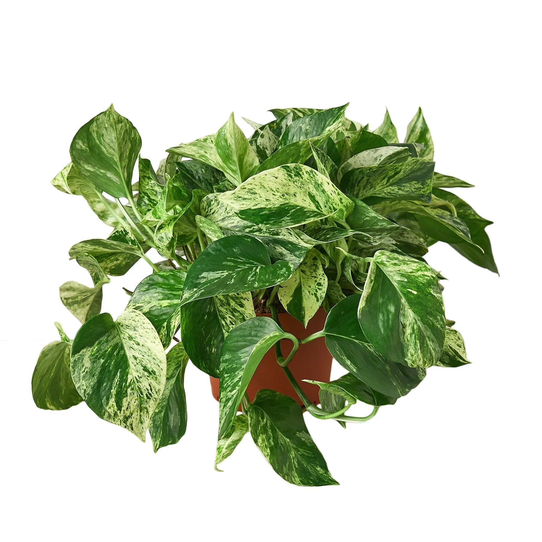 Pothos Marble Queen